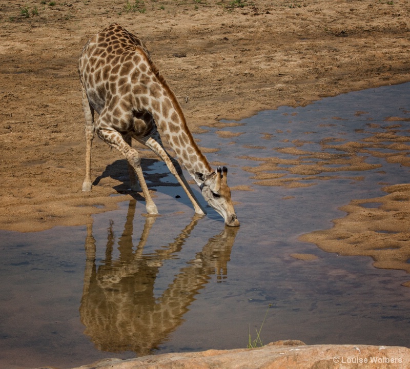Giraffe Drinking - ID: 15017767 © Louise Wolbers