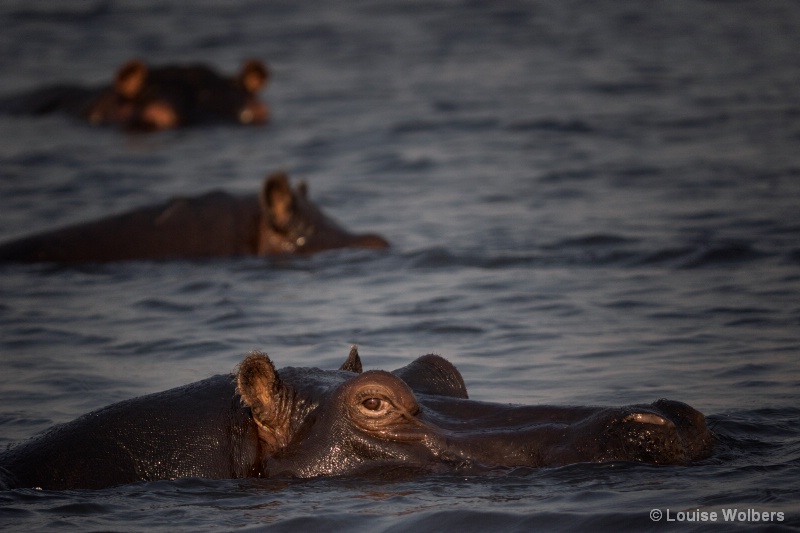Hippo Trio - ID: 15017771 © Louise Wolbers