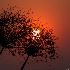 2African Sun - ID: 15017772 © Louise Wolbers
