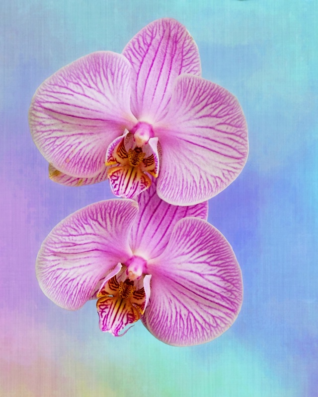 Orchid Delight