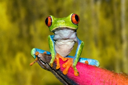 Leaf frog