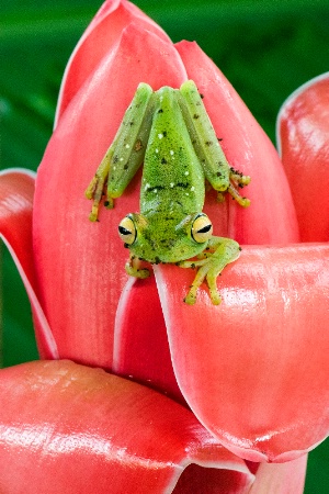 Leaf frog