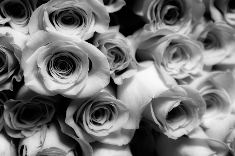 Sea of Roses (Black and White)