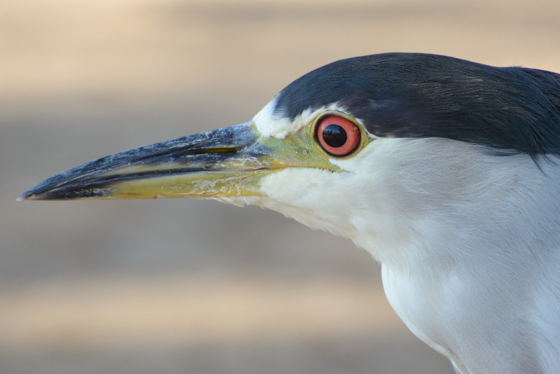 Black Crowned Night Heron in Lake Balboa Park