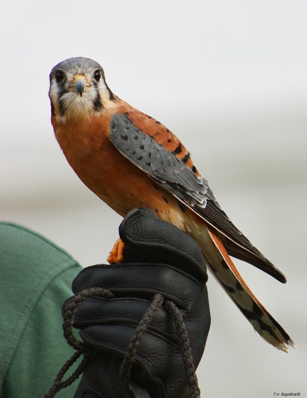 Small and Mighty Kestral
