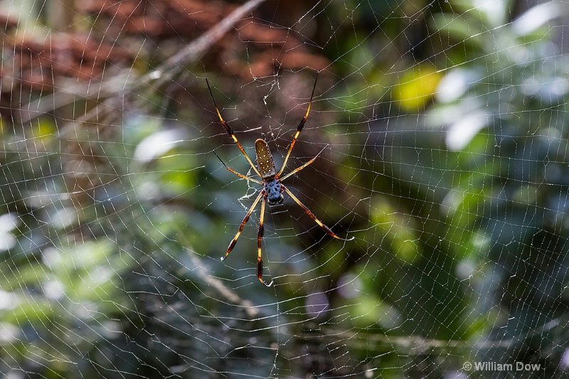 i9a2521 - ID: 15018651 © William Dow