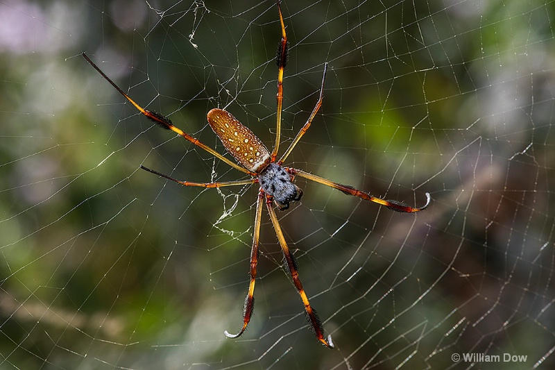 i9a2536 - ID: 15018652 © William Dow
