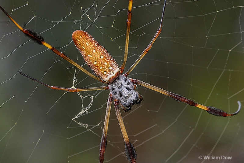 i9a2541c - ID: 15018653 © William Dow