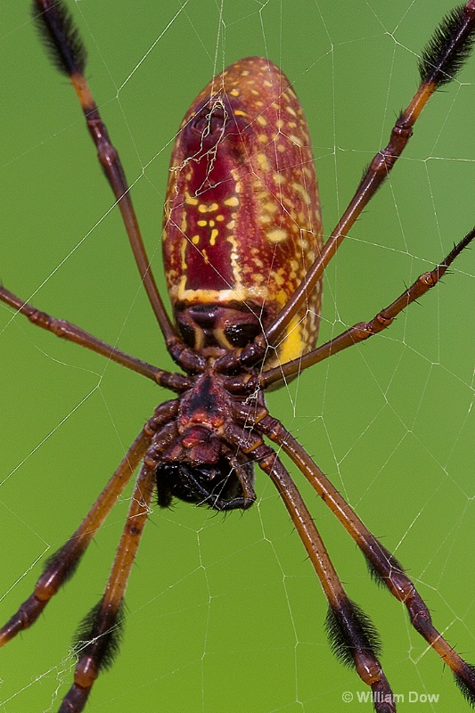 i9a2557c2 - ID: 15018654 © William Dow