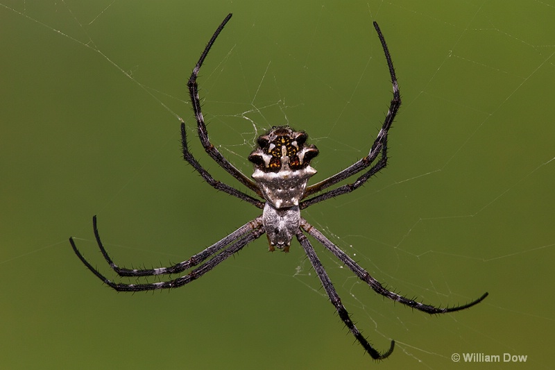 i9a2562c - ID: 15018656 © William Dow