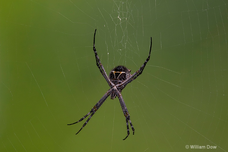 i9a2564 - ID: 15018657 © William Dow