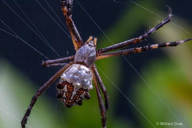 i9a2586c - ID: 15018663 © William Dow