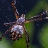 © William Dow PhotoID # 15018663: i9a2586c