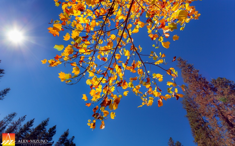 Autumn Sky