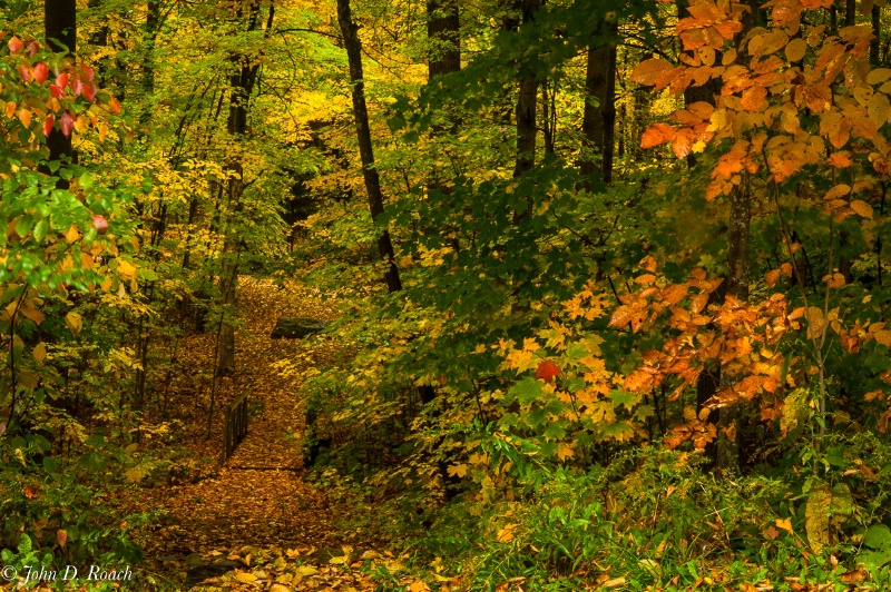 Autumn Walk in the Woods - ID: 15019802 © John D. Roach
