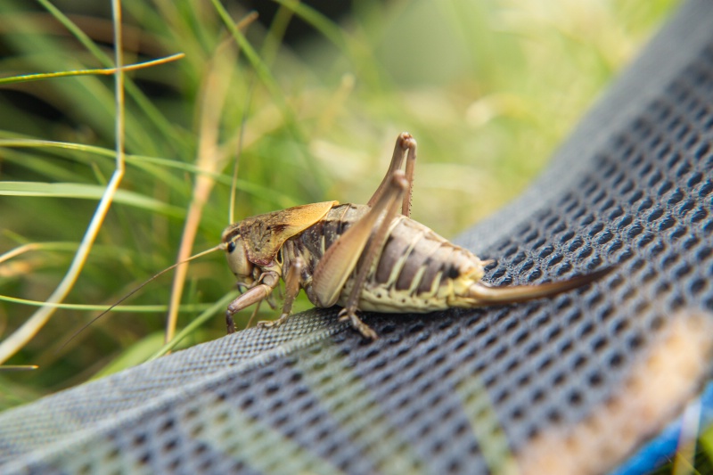 Grasshopper  - ID: 15020371 © Ilir Dugolli