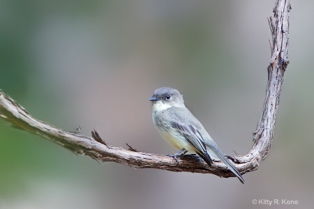 Eastern Phoebe Posing in the Elbow