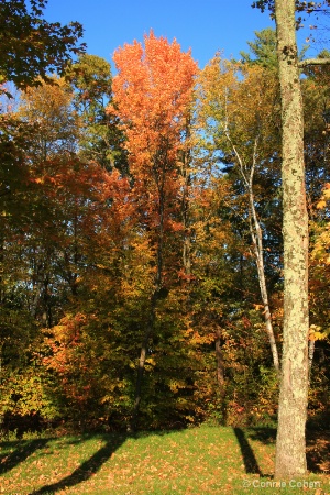 Colors of fall