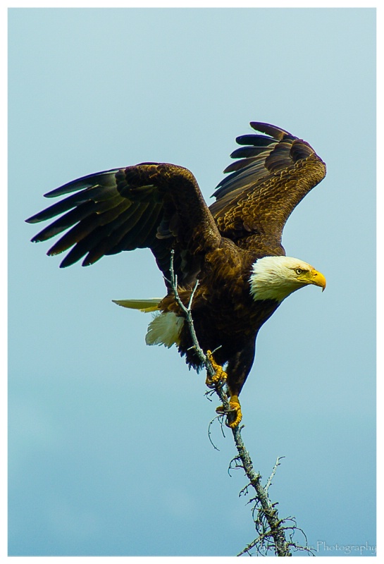 Eagle Jasper NP - ID: 15021196 © Jim D. Knelson