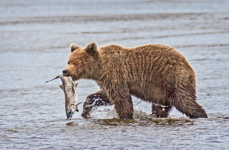 Bear Cub With Salmon