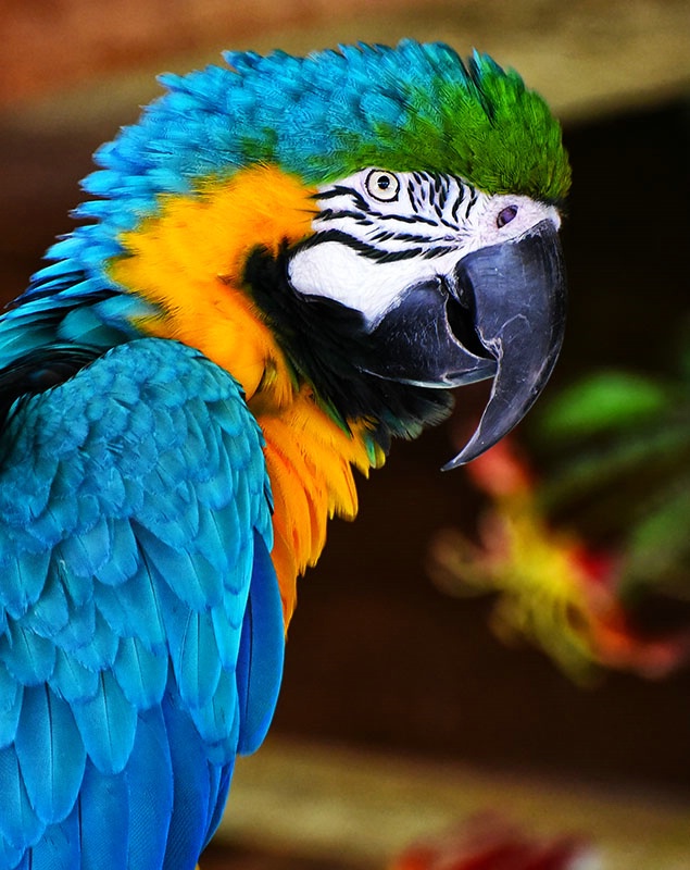 Blue Macaw