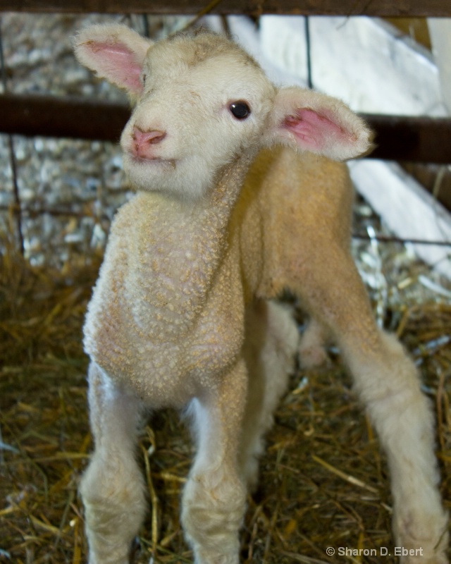 Newborn Lamb In Bonding Pen