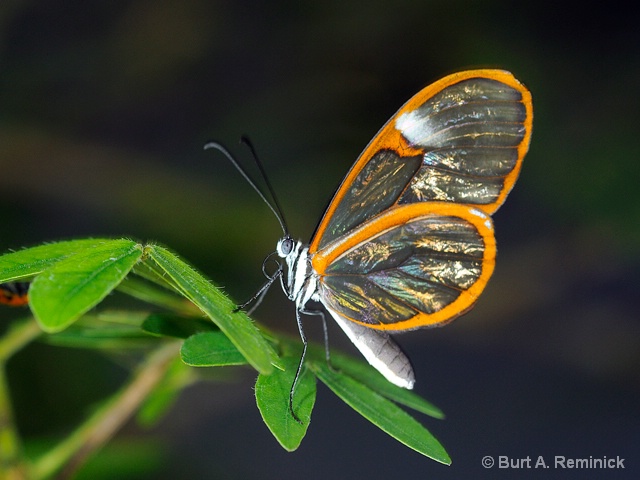 Butterfly Eliana