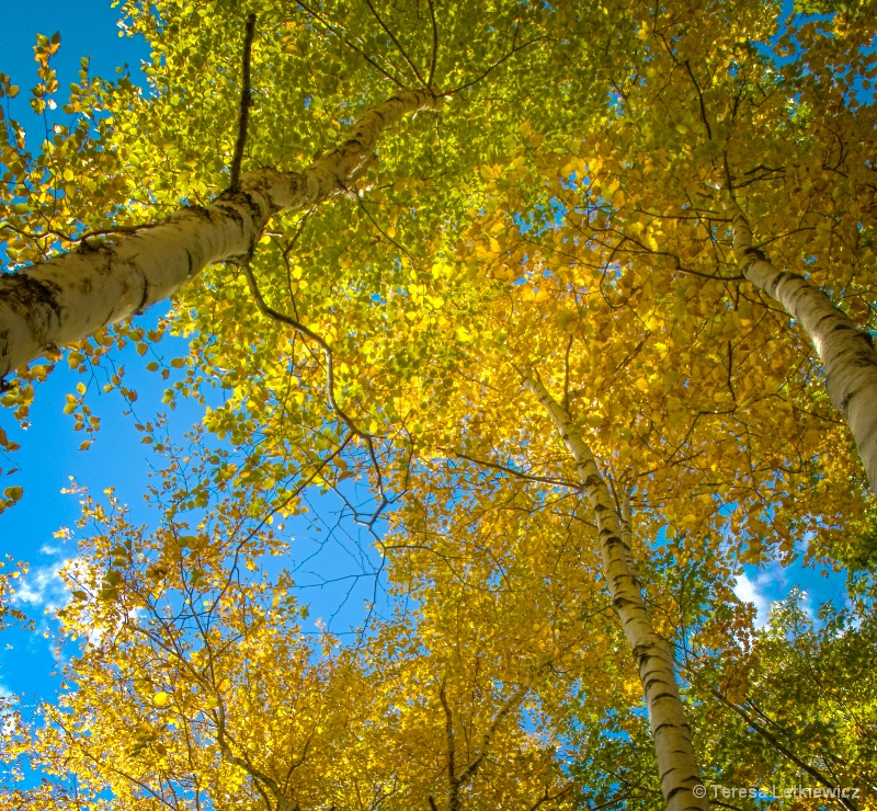 Looking up