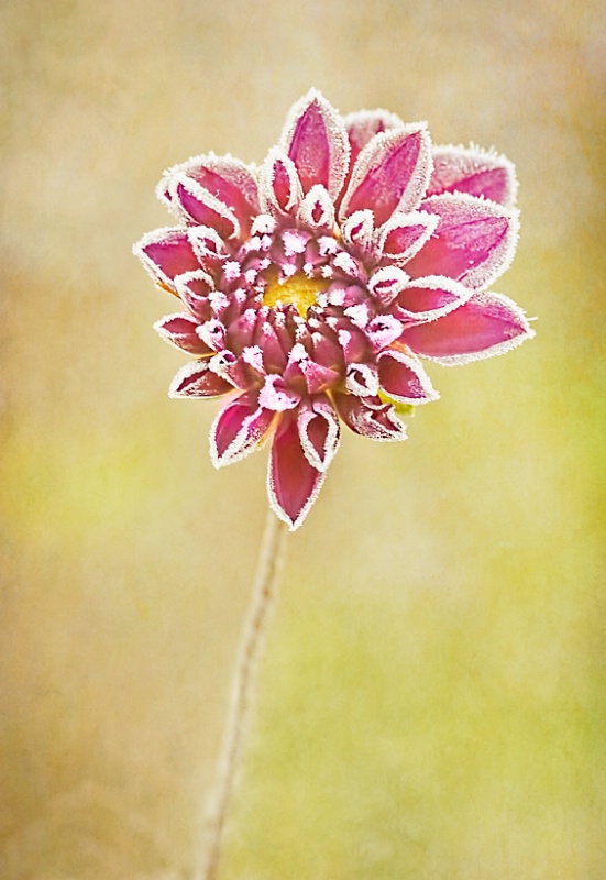 Dahlia with Frost