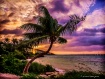 Twisted Palm Suns...