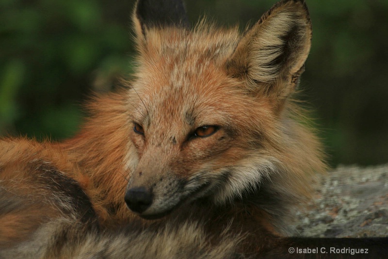 Foxy Glance
