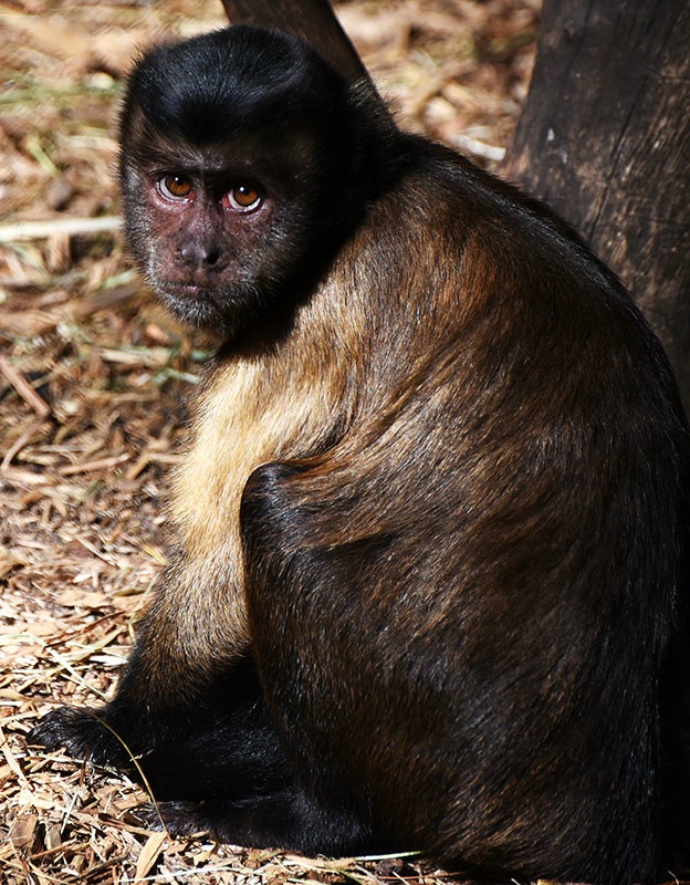 Black Cap Capuchin Monkey