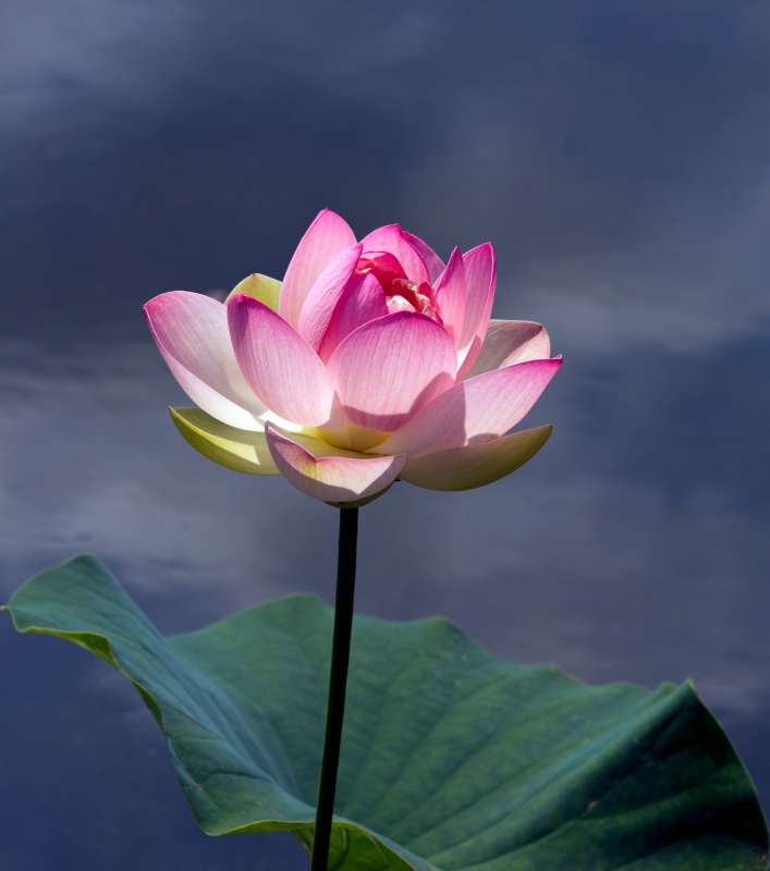 Pink Lotus #2