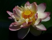 Giant Lotus Flowe...