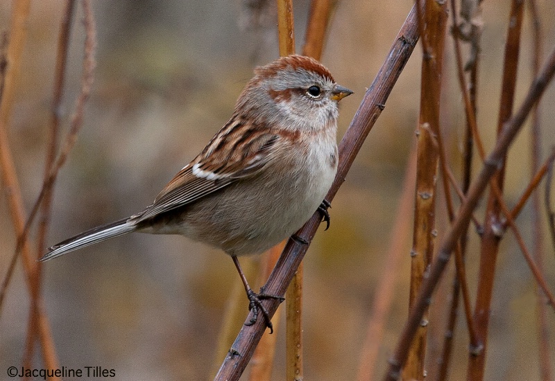  American Tree Sparrow - ID: 15025140 © Jacqueline A. Tilles