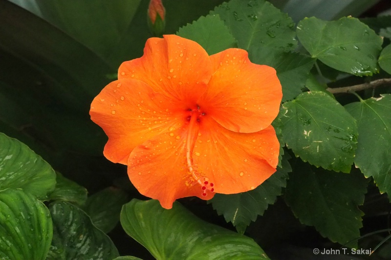 Orange Blossom - ID: 15025156 © John T. Sakai