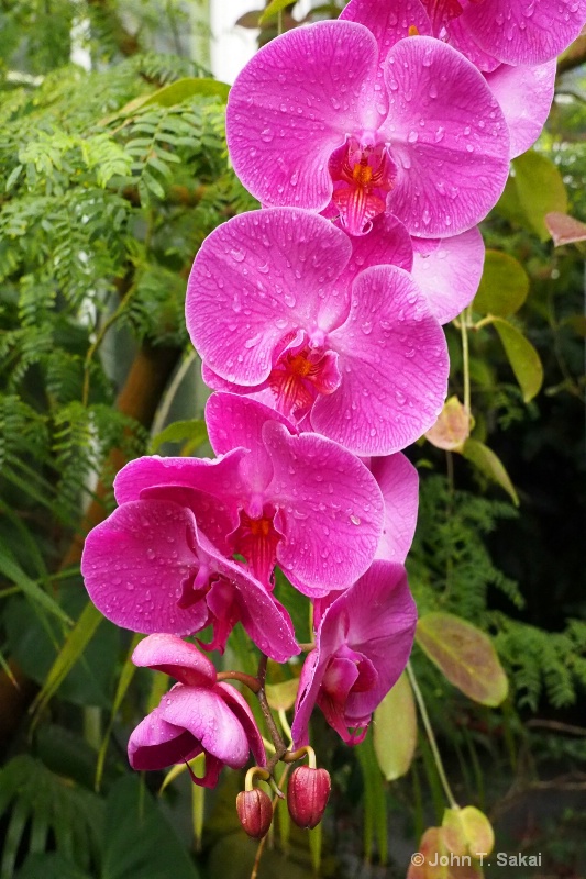 Purple Phalaenopsis - ID: 15025162 © John T. Sakai