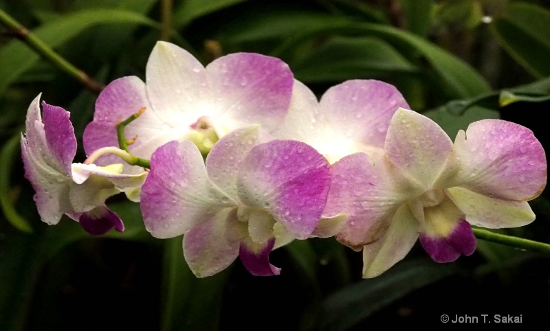 Spread Orchids - ID: 15025173 © John T. Sakai