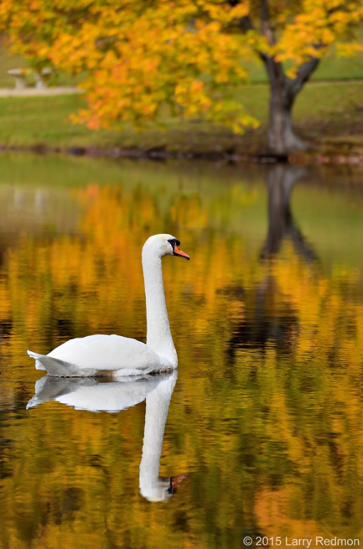 Golden Reflections