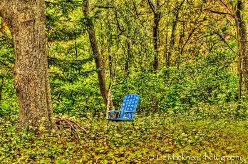 Solitude In The Woods