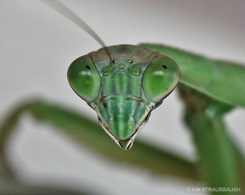 Mantis Head