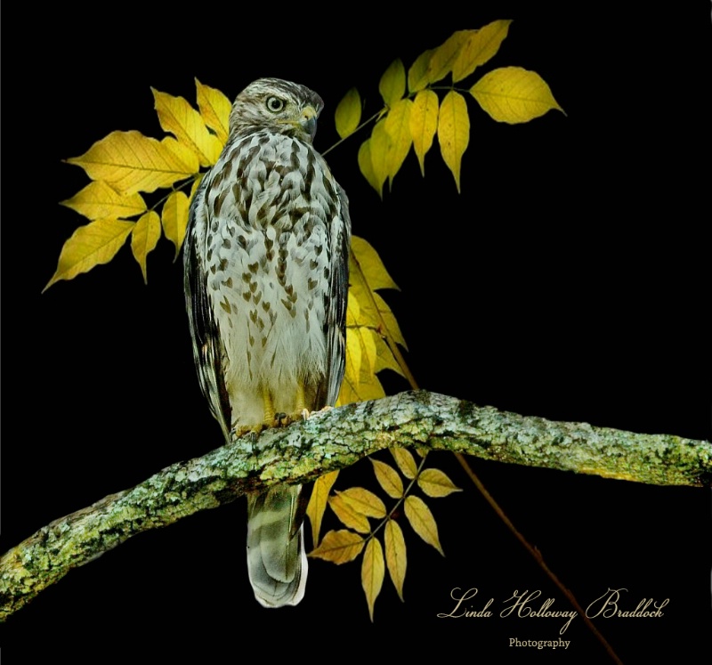 Coopers Hawk & Yellow Leaves