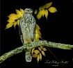 Coopers Hawk & Ye...