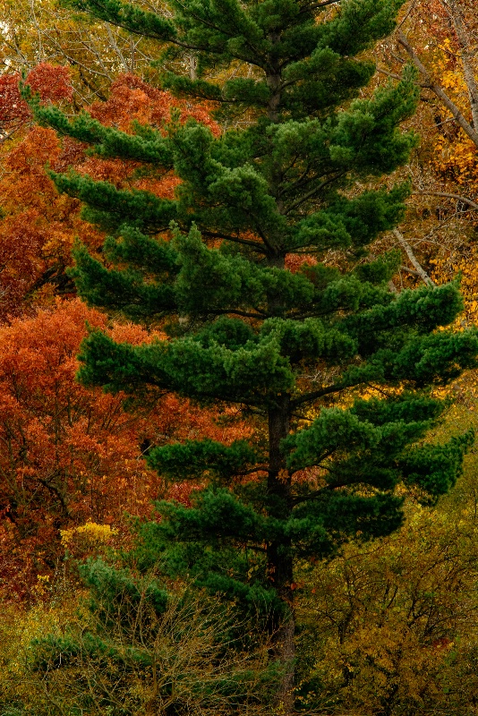 Pine Tree And Autumn Foliage