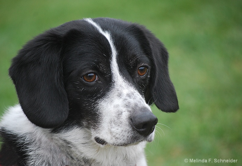 Snoopy Lookalike