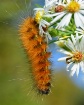 Out of Asters