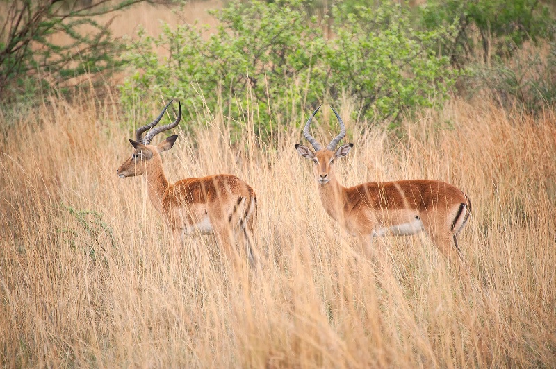 Impala, Pilanesberg Reserve - ID: 15025660 © Mike Keppell