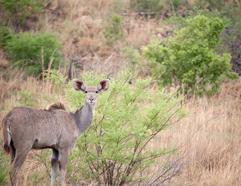 Greater Kudu, Pilanesberg Reserve - ID: 15025662 © Mike Keppell