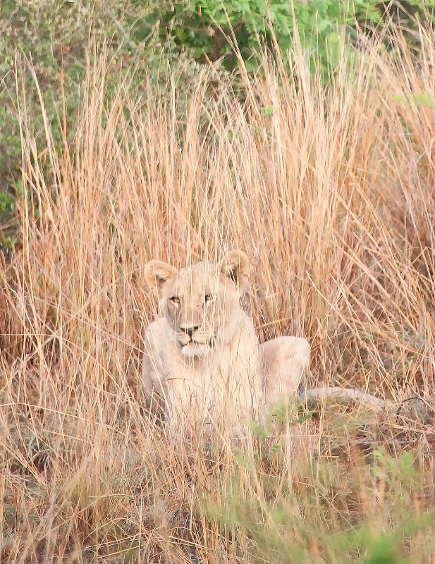 Lion, Pilanesberg Reserve - ID: 15025663 © Mike Keppell