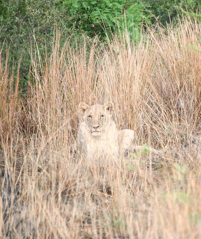 Lion, Pilanesberg Reserve - ID: 15025664 © Mike Keppell